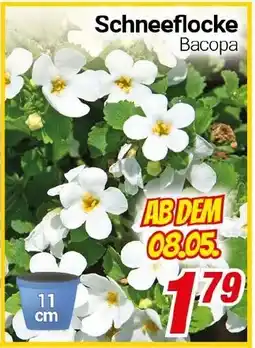 CENTERSHOP Schneeflocke Васора Angebot