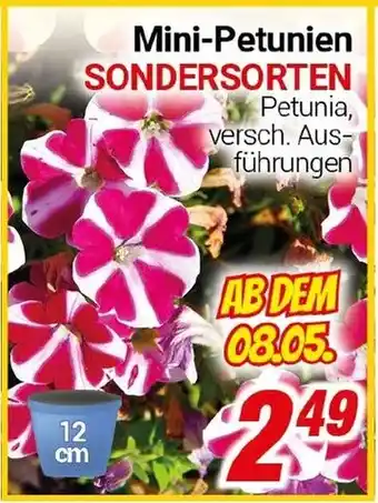 CENTERSHOP Mini-Petunien SONDERSORTEN Angebot