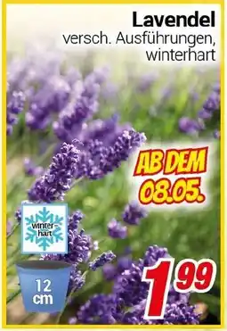CENTERSHOP Lavendel Angebot