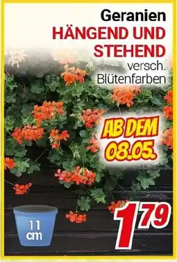 CENTERSHOP Geranien HÄNGEND UND STEHEND Angebot