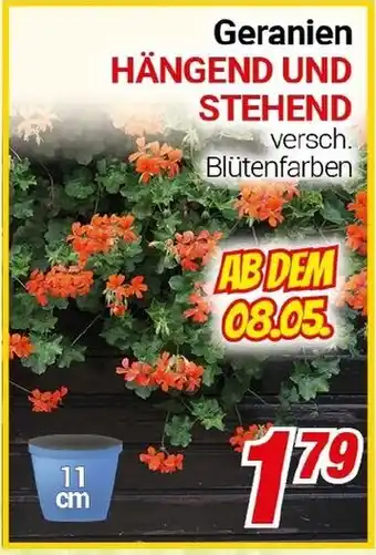 CENTERSHOP Geranien HÄNGEND UND STEHEND Angebot