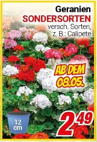 CENTERSHOP Geranien SONDERSORTEN Angebot