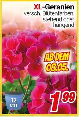 CENTERSHOP XL-Geranien Angebot
