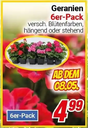 CENTERSHOP Geranien Angebot