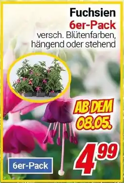 CENTERSHOP Fuchsien Angebot
