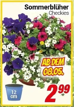 CENTERSHOP Sommerblüher Angebot