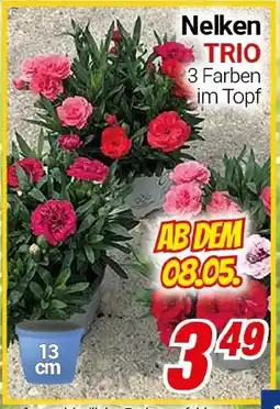 CENTERSHOP Nelken TRIO Angebot