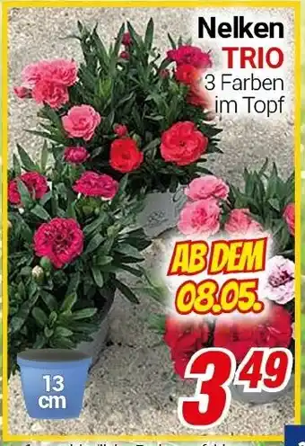 CENTERSHOP Nelken TRIO Angebot