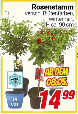 CENTERSHOP Rosenstamm Angebot