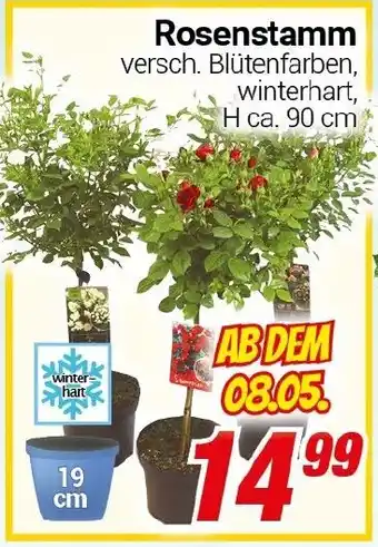 CENTERSHOP Rosenstamm Angebot