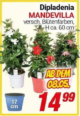 CENTERSHOP Dipladenia MANDEVILLA Angebot