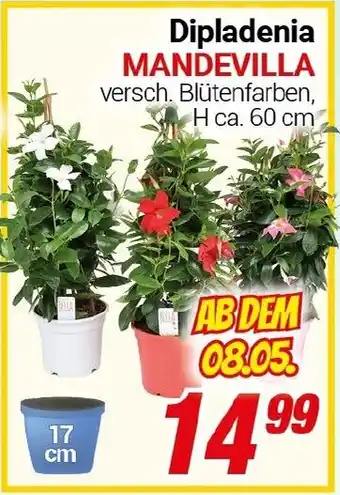 CENTERSHOP Dipladenia MANDEVILLA Angebot