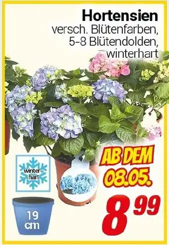 CENTERSHOP Hortensien Angebot