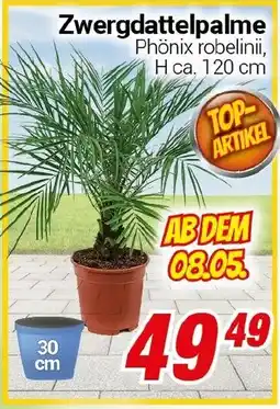 CENTERSHOP Zwergdattelpalme Angebot