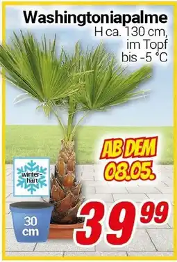CENTERSHOP Washingtoniapalme Angebot