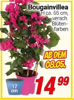 CENTERSHOP Bougainvillea Angebot