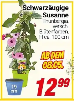 CENTERSHOP Schwarzäugige Susanne Angebot