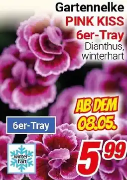 CENTERSHOP Gartennelke PINK KISS Angebot