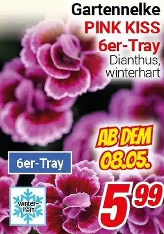 CENTERSHOP Gartennelke PINK KISS Angebot