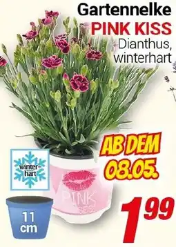 CENTERSHOP Gartennelke PINK KISS Angebot