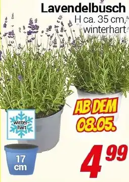 CENTERSHOP Lavendelbusch Angebot