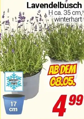 CENTERSHOP Lavendelbusch Angebot