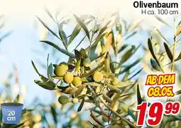 CENTERSHOP Olivenbaum Angebot