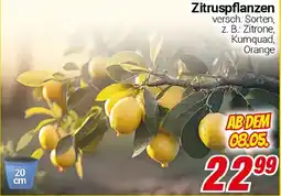 CENTERSHOP Zitruspflanzen Angebot