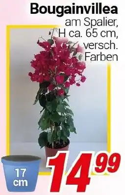 CENTERSHOP Bougainvillea Angebot
