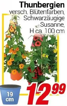 CENTERSHOP Thunbergien Angebot