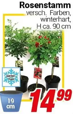 CENTERSHOP Rosenstamm Angebot