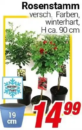 CENTERSHOP Rosenstamm Angebot