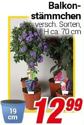 CENTERSHOP Balkonstämmchen Angebot