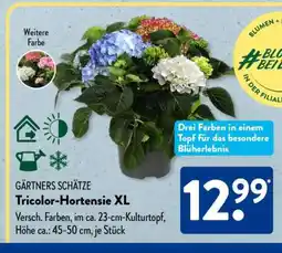Aldi Süd Tricolor-Hortensie XL Angebot
