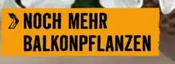 Hornbach Action 12 Angebot