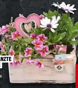 Handelshof Bepflanzte Schalen Angebot