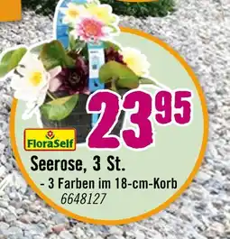 Hornbach Floraself seerose Angebot