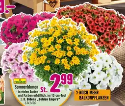 Hornbach Floraself sommerblumen Angebot