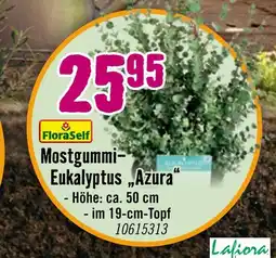Hornbach Floraself mostgummi-eukalyptus „azura“ Angebot