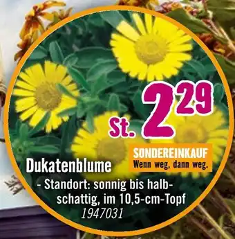 Hornbach Dukatenblume Angebot