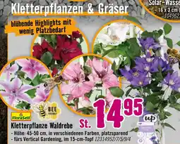 Hornbach Floraself kletterpflanze waldrebe Angebot