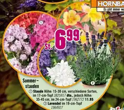 Hornbach Hornbach sommerstauden Angebot