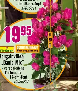Hornbach Floraself bougainvillea dania mix Angebot