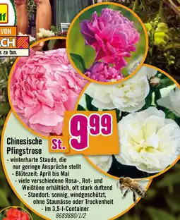 Hornbach Chinesische pfingstrose Angebot