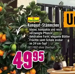 Hornbach Floraself kumquat-stämmchen Angebot