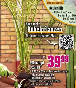 Hornbach Keulenlilie oder pflanztopf calima Angebot