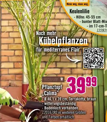 Hornbach Keulenlilie oder pflanztopf calima Angebot