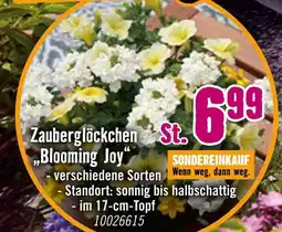 Hornbach Zauberglöckchen blooming joy Angebot