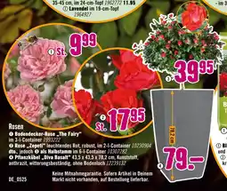 Hornbach Rosen Angebot