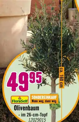 Hornbach Floraself olivenbaum Angebot